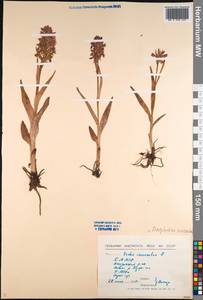 Dactylorhiza incarnata (L.) Soó, Siberia, Baikal & Transbaikal region (S4) (Russia)