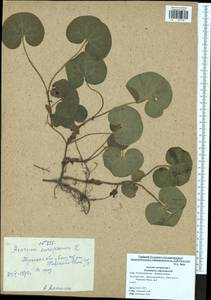 Asarum europaeum L., Eastern Europe, Central region (E4) (Russia)