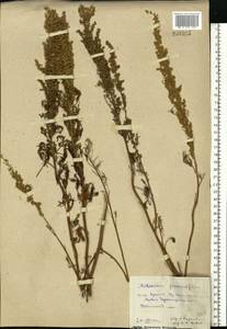 Artemisia abrotanum L., Eastern Europe, Rostov Oblast (E12a) (Russia)