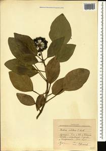 Hedera colchica (K. Koch) K. Koch, Caucasus, Georgia (K4) (Georgia)