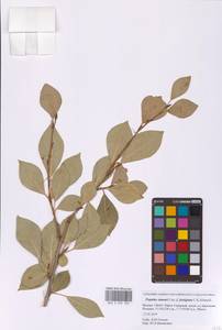 Populus simonii Carrière, Eastern Europe, Moscow region (E4a) (Russia)
