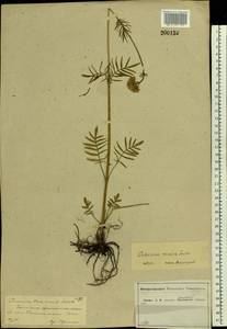 Valeriana rossica P. A. Smirn., Eastern Europe, Central forest-and-steppe region (E6) (Russia)