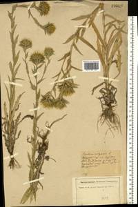 Carlina vulgaris L., Eastern Europe, North-Western region (E2) (Russia)