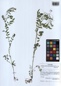 Cardamine impatiens L., Siberia, Altai & Sayany Mountains (S2) (Russia)