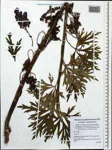 Aconitum variegatum subsp. variegatum, Eastern Europe, North-Western region (E2) (Russia)
