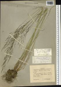 Puccinellia macranthera (V.I.Krecz.) Norl., Siberia, Yakutia (S5) (Russia)