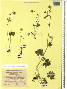 Ranunculus crassifolius (Rupr.) Grossh., Caucasus, South Ossetia (K4b) (South Ossetia)