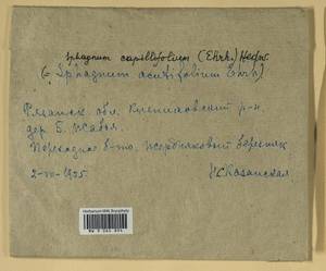 Sphagnum capillifolium (Ehrh.) Hedw., Bryophytes, Bryophytes - Middle Russia (B6) (Russia)