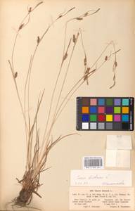 Carex distans L., Eastern Europe, North Ukrainian region (E11) (Ukraine)