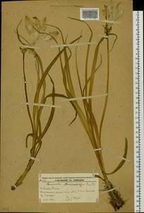 Hemerocallis middendorffii Trautv. & C.A.Mey., Siberia, Russian Far East (S6) (Russia)