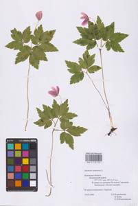 Anemone nemorosa L., Eastern Europe, North-Western region (E2) (Russia)