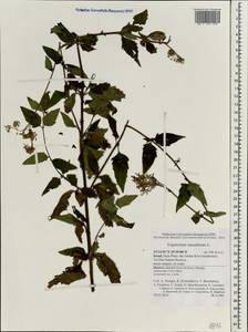 Eupatorium cannabinum L., South Asia, South Asia (Asia outside ex-Soviet states and Mongolia) (ASIA) (Israel)