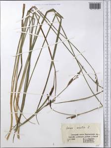 Carex acuta L., Middle Asia, Northern & Central Tian Shan (M4) (Kyrgyzstan)