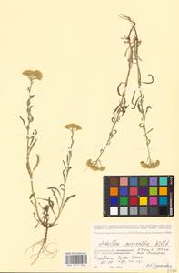 Achillea micrantha Willd., Eastern Europe, Lower Volga region (E9) (Russia)