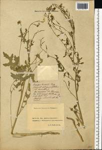 Sinapis alba L., Eastern Europe, Rostov Oblast (E12a) (Russia)