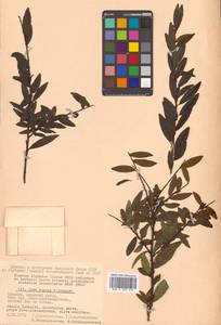 Ilex rugosa F.Schmidt, Siberia, Russian Far East (S6) (Russia)