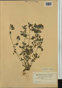 Chenopodium vulvaria L., Western Europe (EUR) (Not classified)