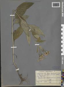 Senecio nemorensis L., Siberia, Baikal & Transbaikal region (S4) (Russia)