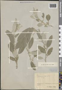 Elaeagnus angustifolia L., Middle Asia, Pamir & Pamiro-Alai (M2)