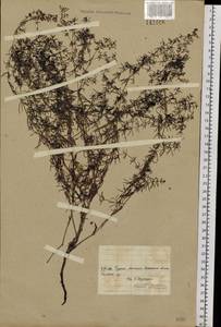 Galium verum subsp. verum, Siberia, Baikal & Transbaikal region (S4) (Russia)