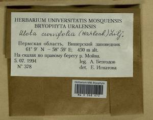 Ulota curvifolia (Wahlenb.) Sw., Bryophytes, Bryophytes - Permsky Krai, Udmurt Republic, Sverdlovsk & Kirov Oblasts (B8) (Russia)