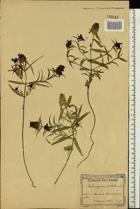 Melampyrum cristatum L., Eastern Europe, South Ukrainian region (E12) (Ukraine)
