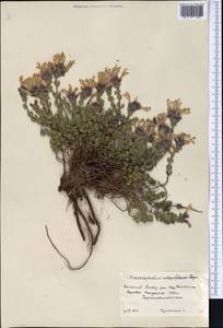 Dracocephalum oblongifolium Regel, Middle Asia, Western Tian Shan & Karatau (M3) (Kazakhstan)