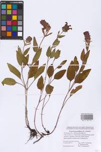 Prunella grandiflora (L.) Turra, Eastern Europe, Central region (E4) (Russia)