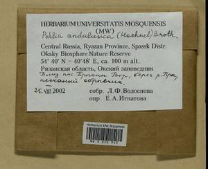 Pohlia andalusica (Höhn.) Broth., Bryophytes, Bryophytes - Middle Russia (B6) (Russia)