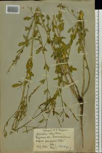 Melilotus albus Medik., Eastern Europe, Central forest-and-steppe region (E6) (Russia)