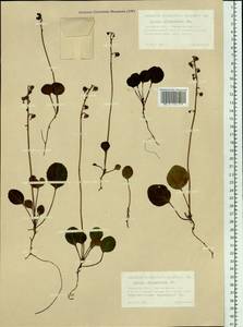 Pyrola chlorantha Sw., Siberia, Western Siberia (S1) (Russia)