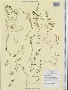 Cerastium alpinum L., Eastern Europe, Northern region (E1) (Russia)