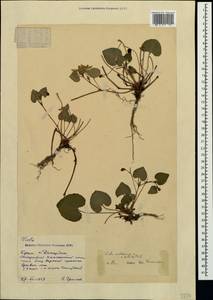 Viola reichenbachiana × sieheana, Crimea (KRYM) (Russia)