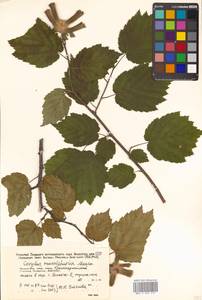 Corylus sieboldiana var. mandshurica (Maxim.) C.K.Schneid., Siberia, Russian Far East (S6) (Russia)