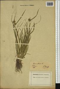 Carex flava L., Western Europe (EUR) (Germany)