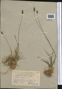 Phleum alpinum L., Middle Asia, Pamir & Pamiro-Alai (M2) (Uzbekistan)