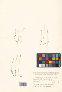 Hammarbya paludosa (L.) Kuntze, Siberia, Russian Far East (S6) (Russia)