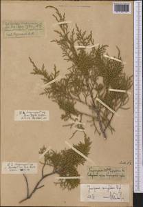 Juniperus semiglobosa Regel, Middle Asia, Northern & Central Tian Shan (M4) (Kyrgyzstan)