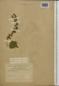 Atriplex hortensis L., Eastern Europe, Lower Volga region (E9) (Russia)