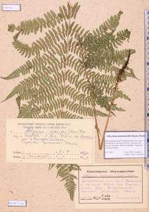 Athyrium monomachii (Kom.) Kom., Siberia, Altai & Sayany Mountains (S2) (Russia)