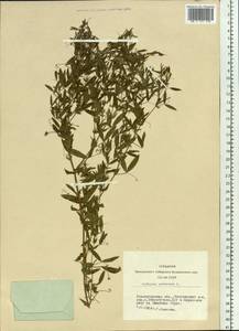 Lathyrus pratensis L., Siberia, Western Siberia (S1) (Russia)