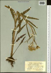 Tephroseris palustris (L.) Fourr., Siberia, Yakutia (S5) (Russia)