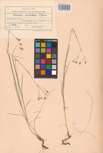 Eremogone saxatilis (L.) Ikonn., Eastern Europe, Central forest-and-steppe region (E6) (Russia)