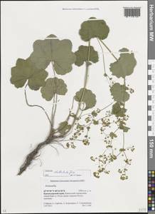 Alchemilla stellulata Juz., Caucasus, Krasnodar Krai & Adygea (K1a) (Russia)