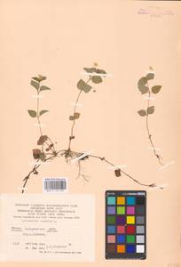 Lysimachia nemorum L., Eastern Europe, West Ukrainian region (E13) (Ukraine)