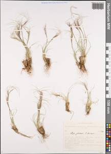 Stipa glareosa P.A.Smirn., Siberia, Altai & Sayany Mountains (S2) (Russia)