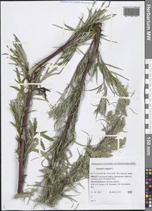 Artemisia vulgaris L., Siberia, Western Siberia (S1) (Russia)