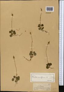 Moneses uniflora (L.) A.Gray, Middle Asia, Dzungarian Alatau & Tarbagatai (M5) (Kazakhstan)