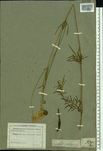 Scabiosa ochroleuca L., Eastern Europe, Central region (E4) (Russia)