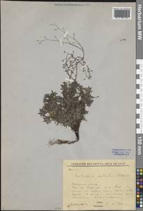 Eritrichium pectinatum (Pall.) DC., Siberia, Baikal & Transbaikal region (S4) (Russia)
